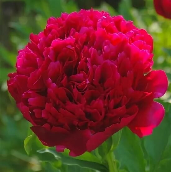 Peonija pienziedu Many Happy Returns /Paeonia lactiflora/