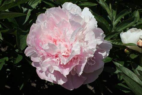 Peonija pienziedu Mary Brand /Paeonia lactiflora/