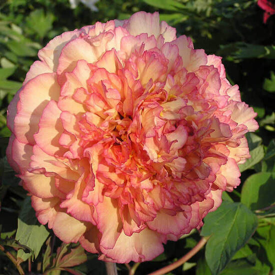 Hortenzija kokveida Lutea Souvenir de Maxime Cornu /Hydrangea suffruticosa/ 