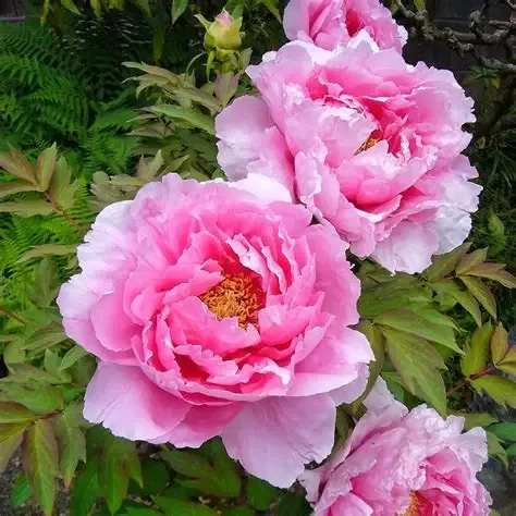 Hortenzija kokveida Pink Sky /Hydrangea suffruticosa/ 