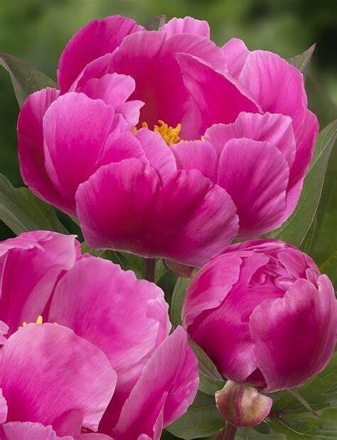 Peonija pienziedu Paladin Candy /Paeonia lactiflora/