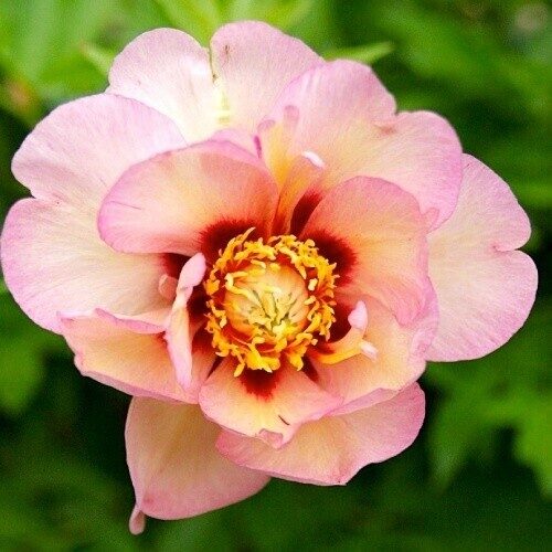 Peonija intersekciju Pastel Splendor /Paeonia itoh/