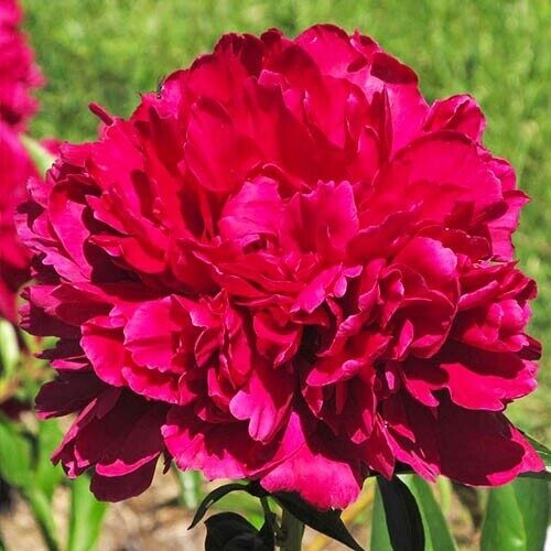 Peonija pienziedu Paul M Wild /Paeonia lactiflora/