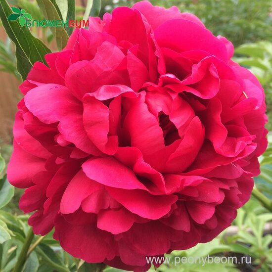 Peonija hibrīdā Carol /Paeonia/