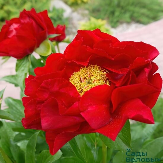 Peonija hibrīdā Mackanic Grand /Paeonia/