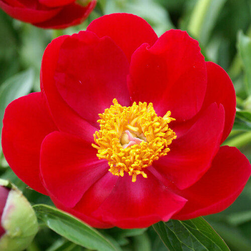 Peonija hibrīdā Scarlet O’hara /Paeonia/