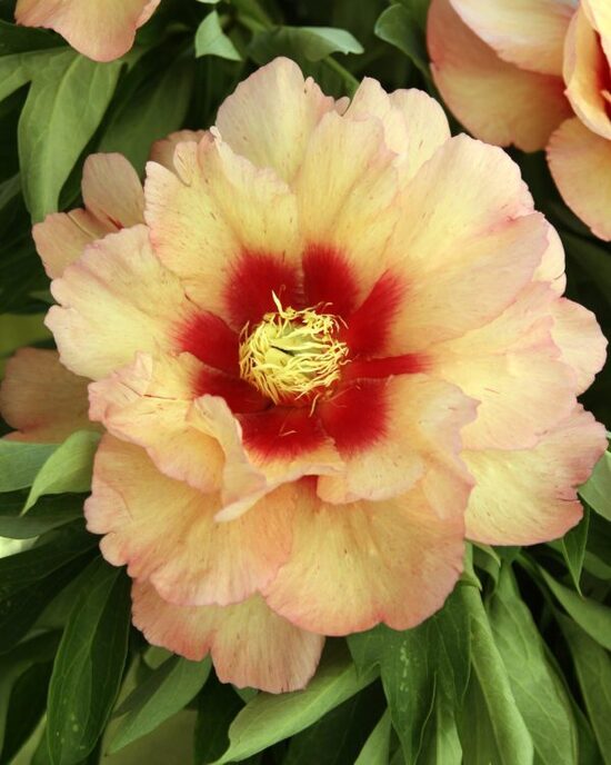Peonija intersekciju Callies Memory /Paeonia itoh/