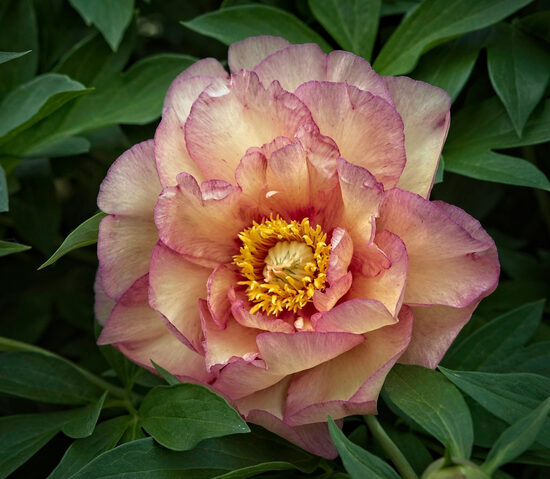 Peonija intersekciju Smith Family Jewel /Paeonia itoh/