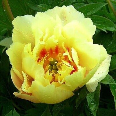 Peonija intersekciju Sonoma Sun /Paeonia itoh/