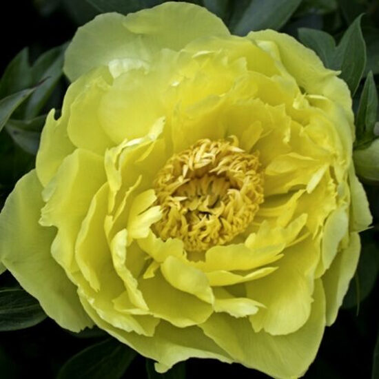 Peonija intersekciju Yellow Doodle Dandy /Paeonia itoh/