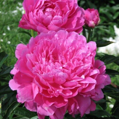 Peonija pienziedu Princess Margaret /Paeonia/