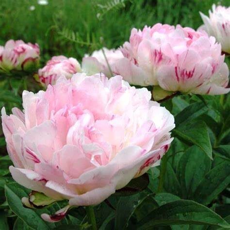 Peonija pienziedu Petite Elegance /Paeonia lactiflora/