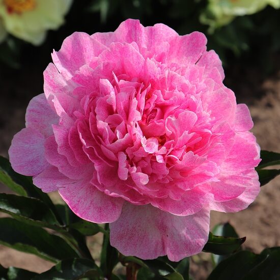 Peonija pienziedu Pietertje Vriend Wagenaar /Paeonia lactiflora/