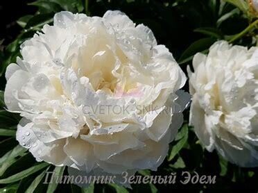 Peonija pienziedu Puffed Cotton /Paeonia lactiflora/