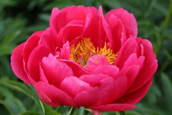 Peonija pienziedu Raspberry Charm /Paeonia lactiflora/