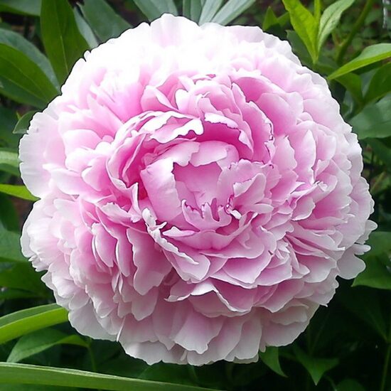 Peonija pienziedu Sarah Bernhardt /Paeonia lactiflora/