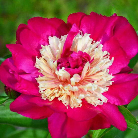 Peonija pienziedu Top Hat /Paeonia lactiflora/