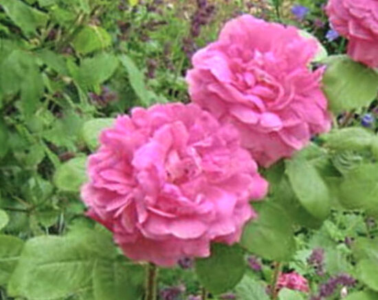 Damaskas roze Blush Damask /Rosa x damascena/