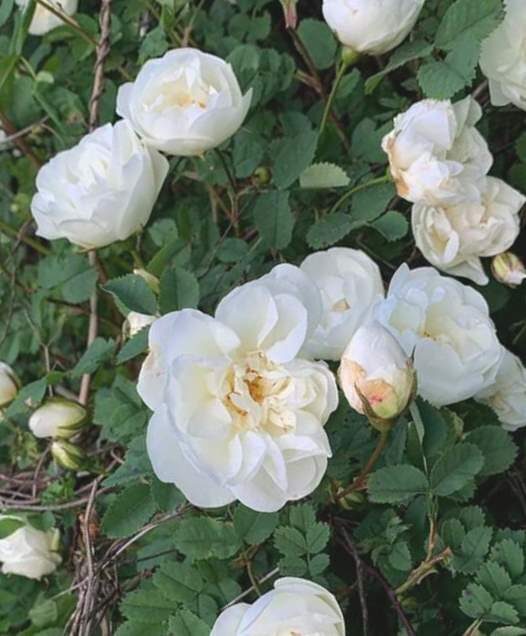 Roze Maijrozīte /Rosa pimpinellifolia/ 