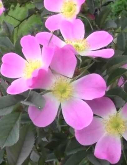 Roze Sārtlapu /Rosa glauca/ 