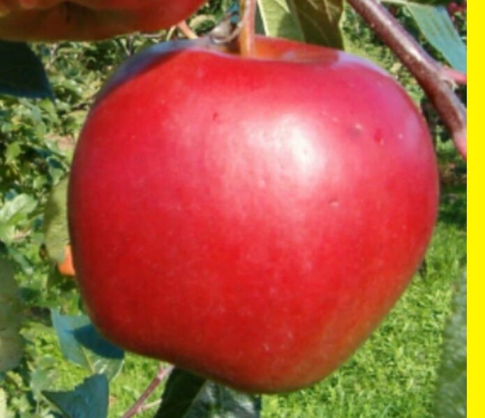 Apple tree Agra /Malus/