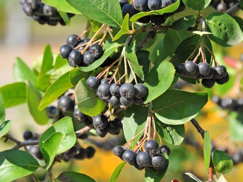 Aronia mitschurinii Amit /Aronia mitschurini Amit/