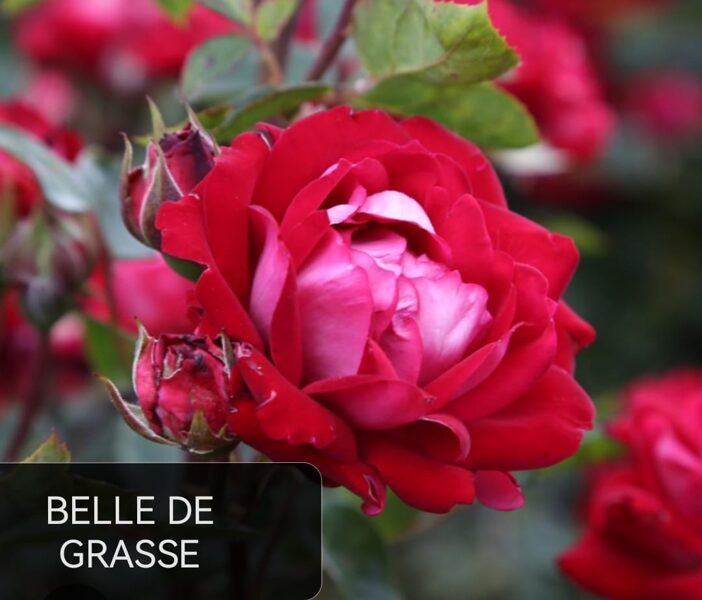 Floribundroze Belle de Grasse /Rosa/