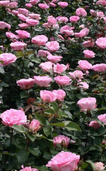 Tējhibrīdroze Beverly /Rosa/