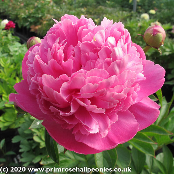 Chinese or common garden peony Bouquet Perfect /Paeonia lactiflora/
