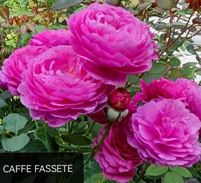 Floribundroze Caffe fassete /Rosa/