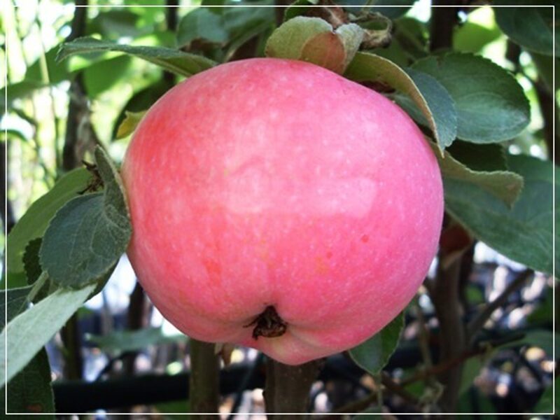 Apple Tree Geneva Early /Malus/