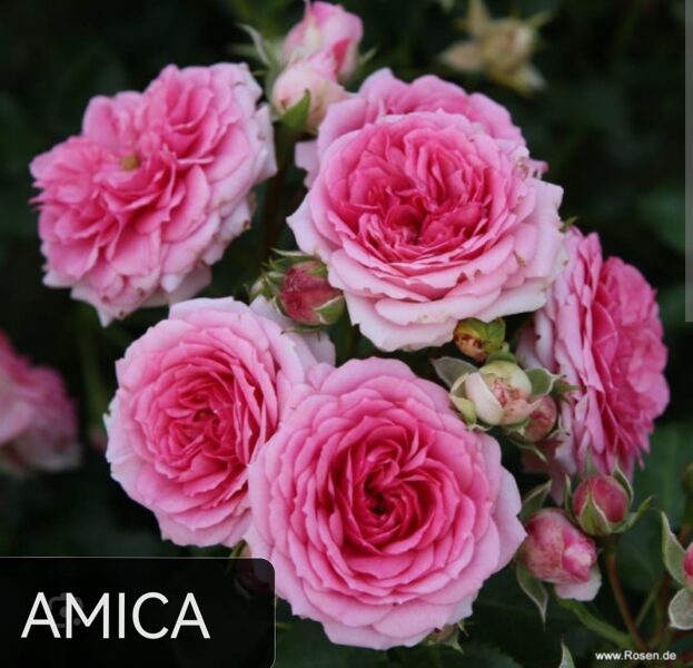 Klājeniskā Roze Amica /Rosa/