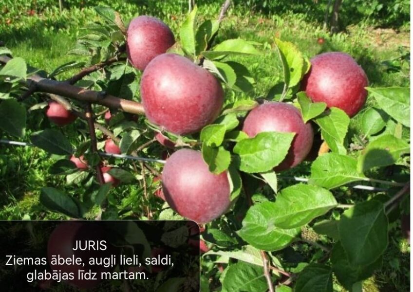 Ābele Juris /Malus/