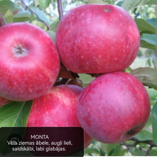 Apple tree Monta /Malus/