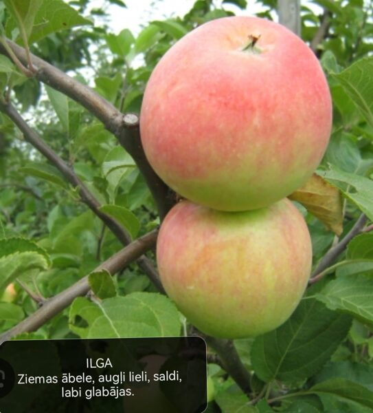 Apple tree Ilga /Malus/