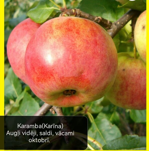 Apple tree Karamba (Karīna) /Malus/