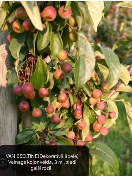 Decorative Crab Apple Tree Van Eseltine /Malus Purpurea/