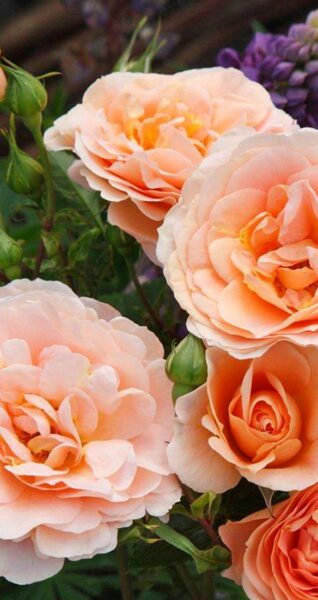 Floribundroze Impala /Rosa/