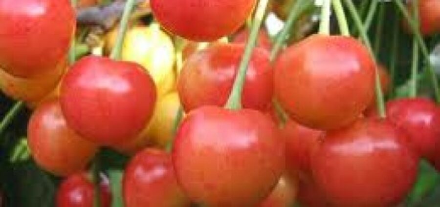 Sweet Cherry Brjanskaja Rozovaja /Prunus Avium/ 