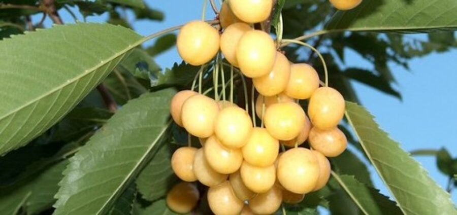 Черешня Iedzēnu Dzeltenais  /Prunus avium/