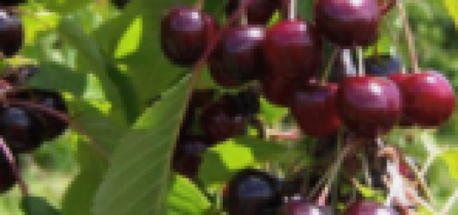 Sweet Cherry Kompaktnaja  /Prunus Cerasus/ 