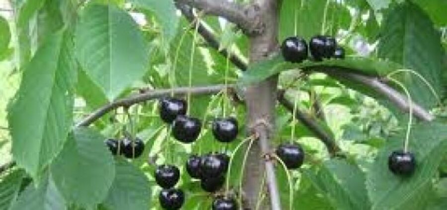 Sweet Cherry Meelika /Prunus Avium/ 