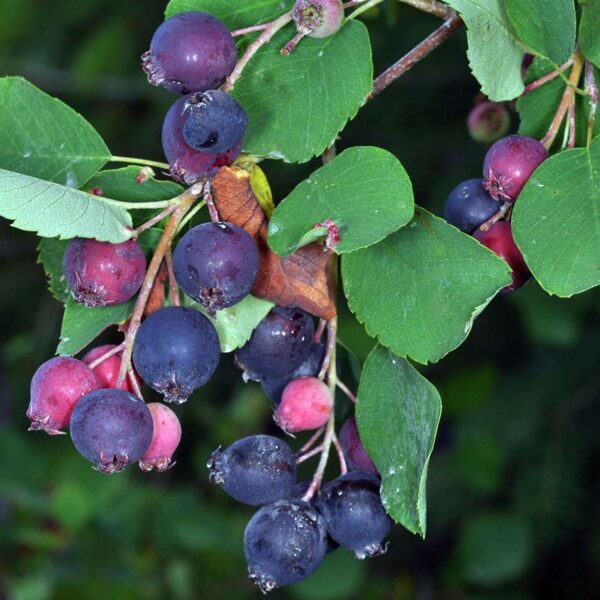 Western juneberry /Amelanchier alnifolia/