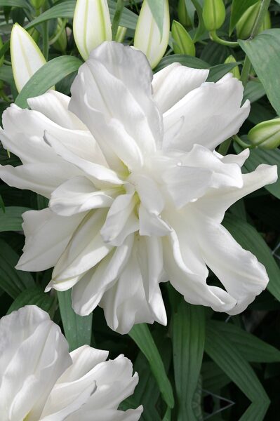 Oriental Lily Lotus Ice /Lilium OR/