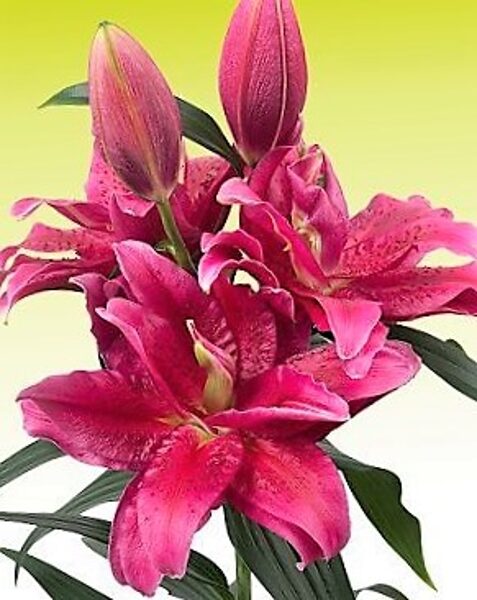 Oriental Lily Roselily Dalinda /Lilium OR/