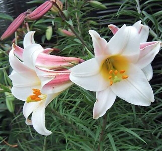 Royal lily /Lilium regale/