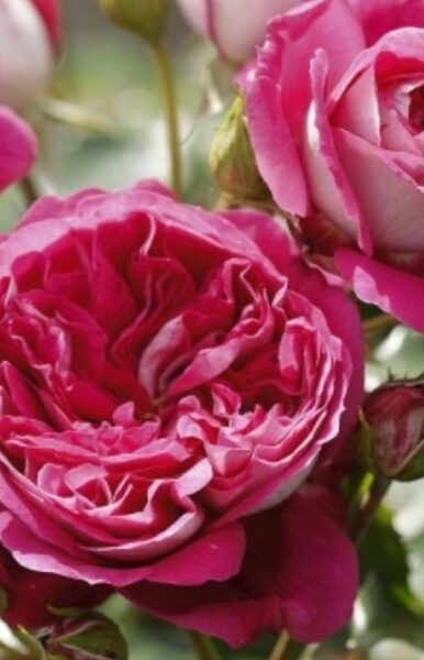 Nostalgic rose Maxim /Rosa/
