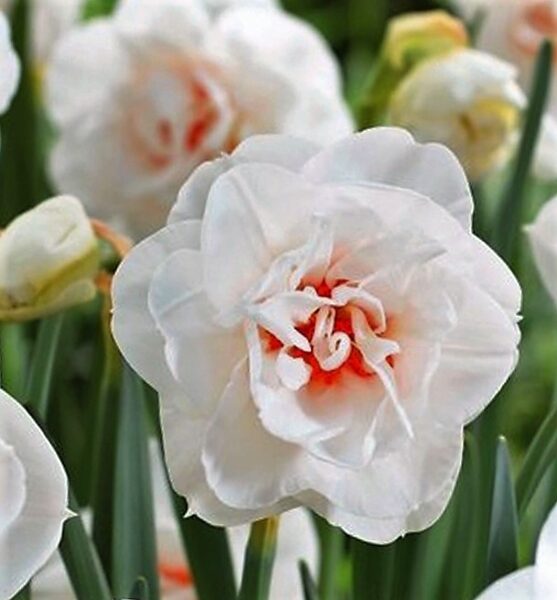 Daffodil Acropolis /Narcissus/