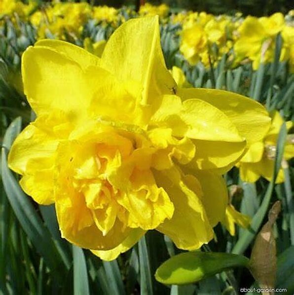 Daffodil Dick Wilden /Narcissus/