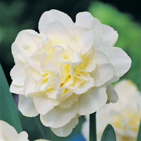 Narcise Obdam /Narcissus/